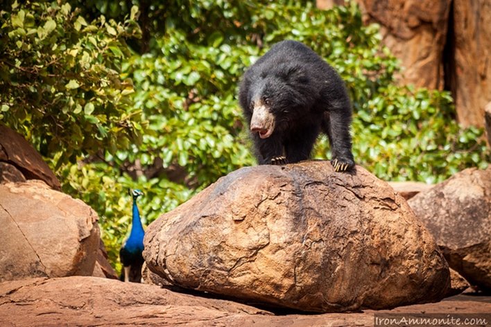  Daroji Sloth Bear Sanctuary, Karnataka