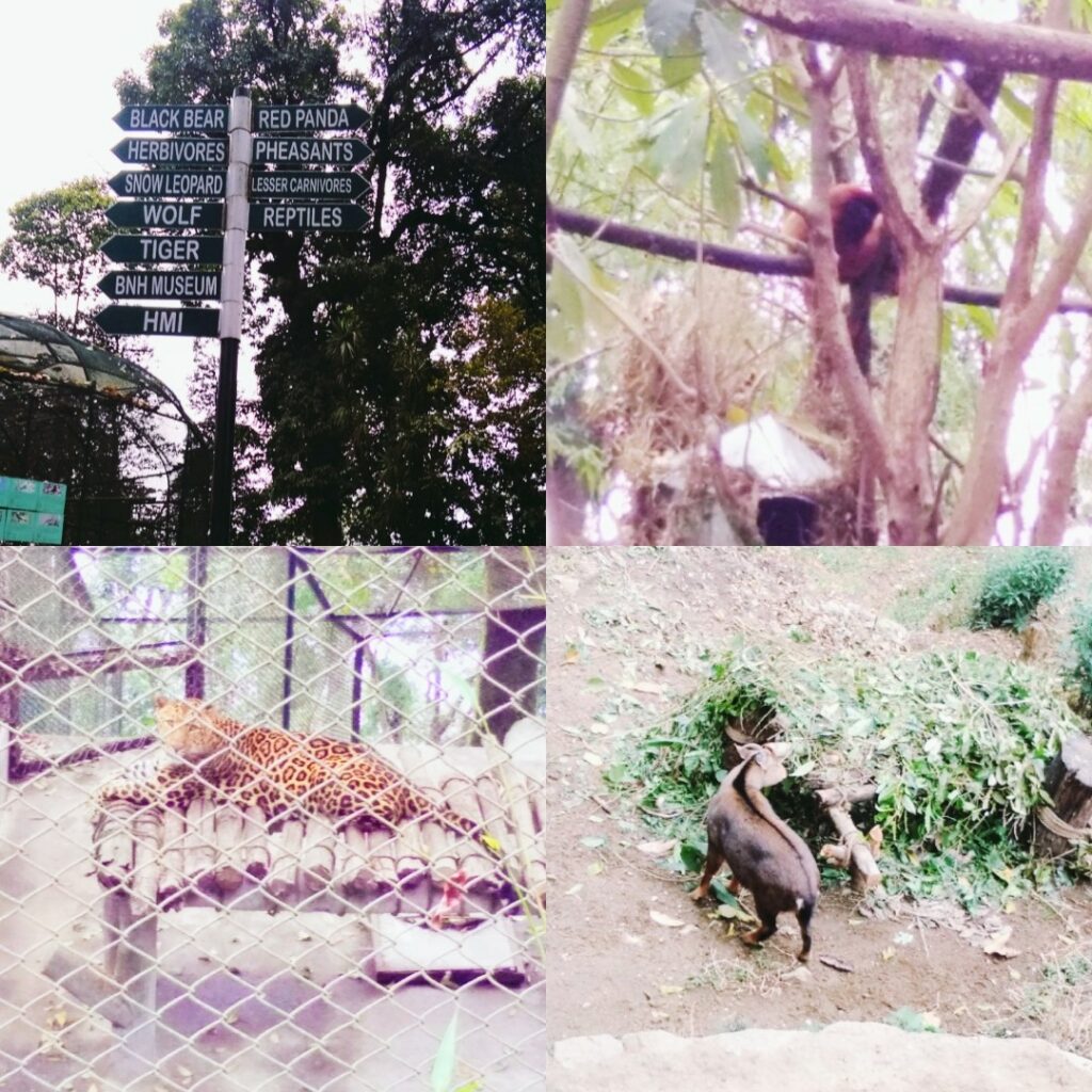 Himalayan Zoological Park, Darjeeling