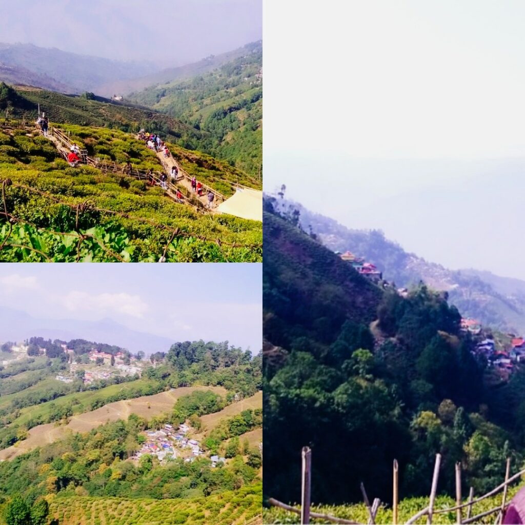 tea estates Darjeeling