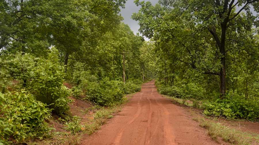 a road in the Joypur Dense Forest