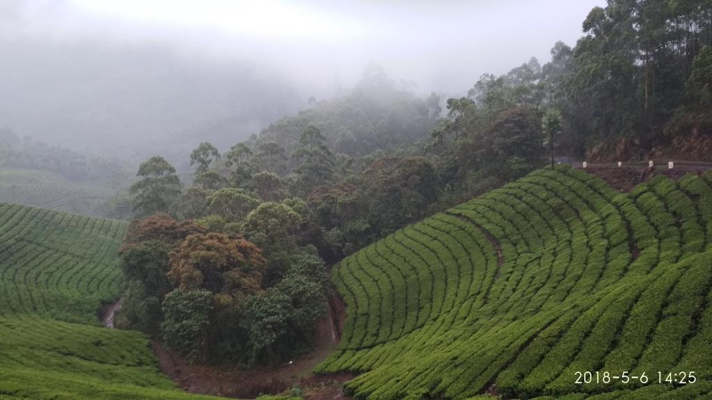 This is a lush tea plantation estate.