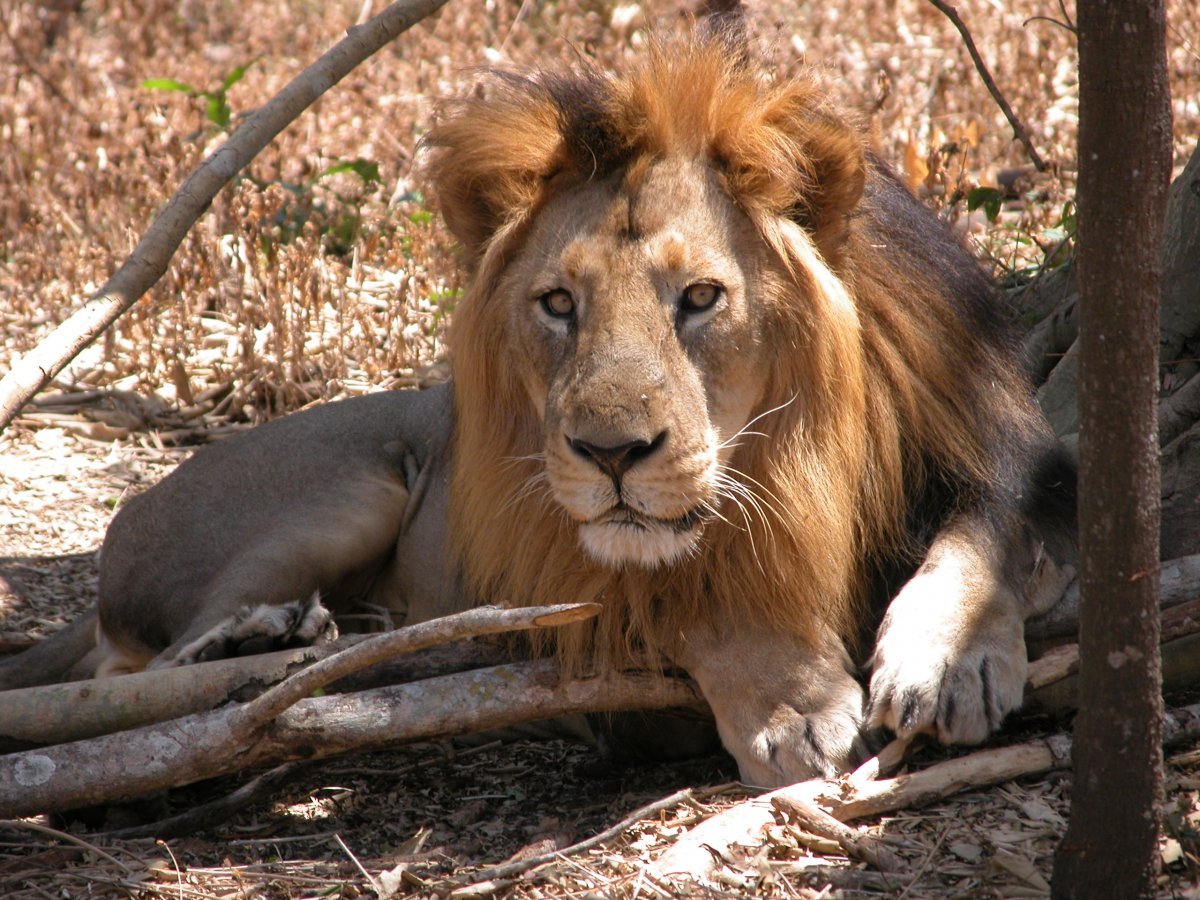 lion safari ji karda