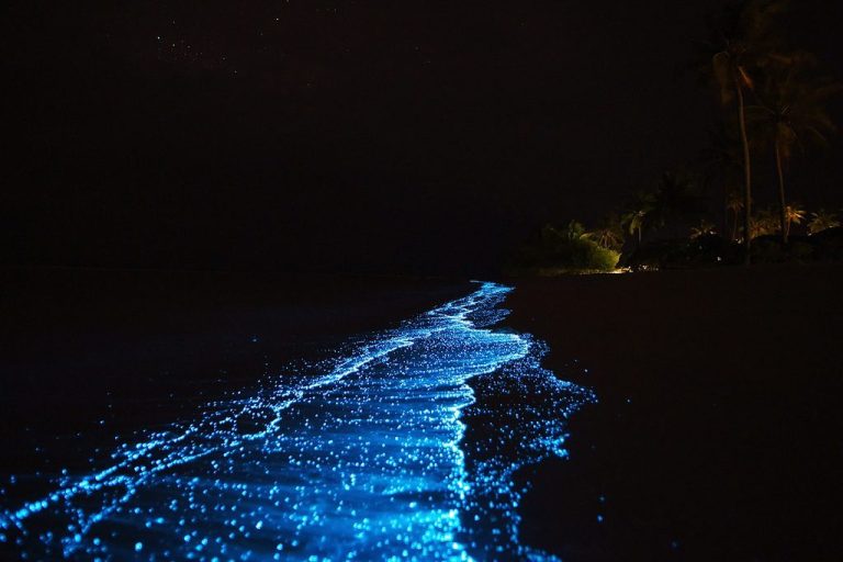 Bioluminescent Beach of Betalbatim