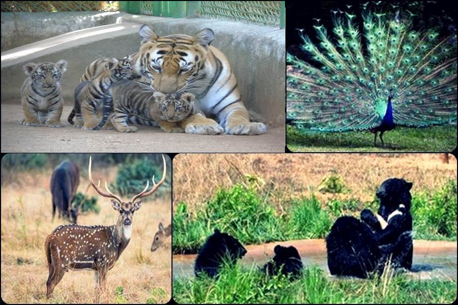 Zoological Park,Ranchi