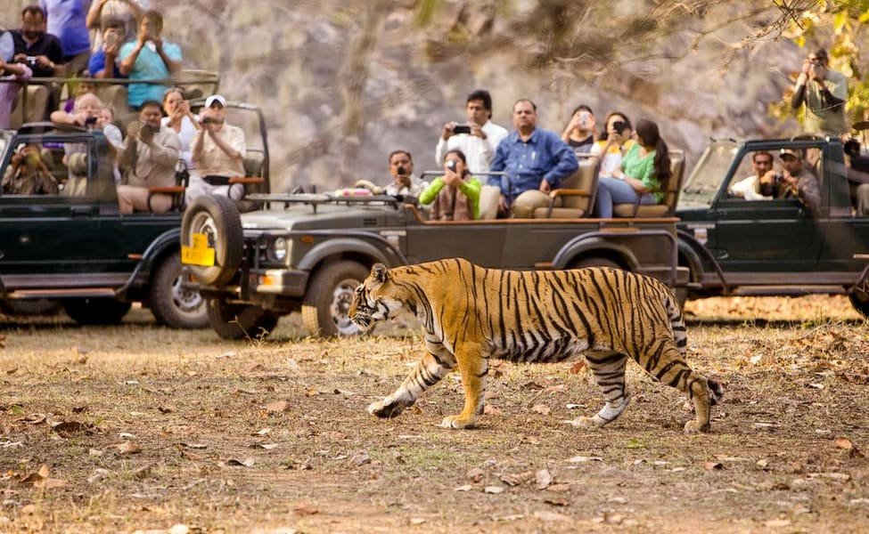 tiger safari