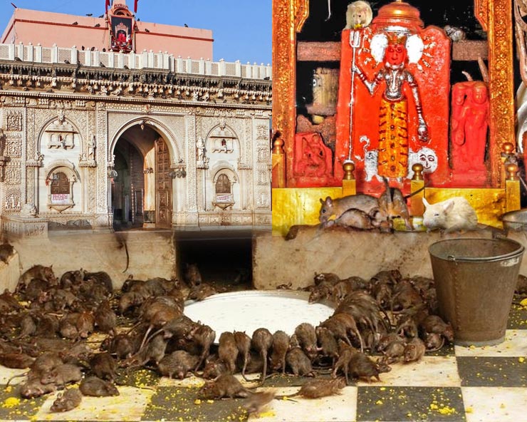 Temple Of Rats at Karnimata (Mystery)