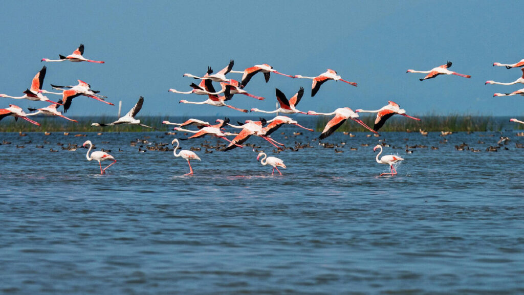 Chilika - The bird paradise .This picture shown the migrated birds  are comeing large number in winter evening time.