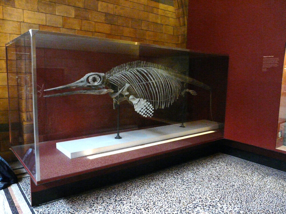 A marine animal fossil covered by glass