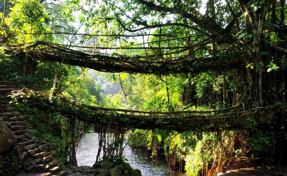 The Living Tree Bridge