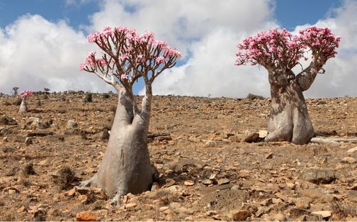 An image of two brother tree of Socotra  Island
