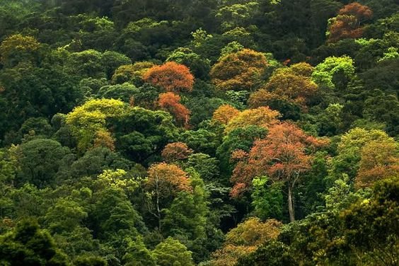 An image of south Western ghat Rainforest