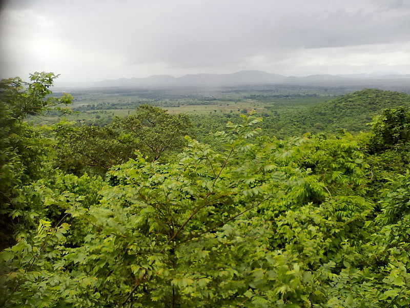 An image of Odisha Semi-Evergreen Rainforest