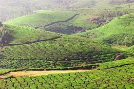 In the lush green embrace of Kerala's embrace,
Where the Western Ghats guard with grace,
Springs forth a treasure, a liquid divine,
Kerala's coffee, a taste so sublime.