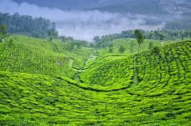 In the gentle embrace of verdant hills,
Where the sun's golden rays touch the land,
Lies a place where coffee dreams come alive,
Tamil Nadu, the home of aromatic delight.