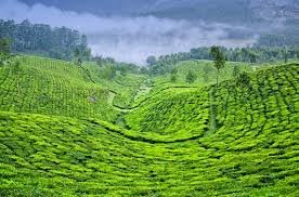 In the gentle embrace of verdant hills,
Where the sun's golden rays touch the land,
Lies a place where coffee dreams come alive,
Tamil Nadu, the home of aromatic delight.