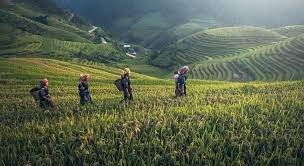 Behold the humble Manipur coffee,
With its aroma captivating and heady,
Grown with love and tender care,
In this land where nature and culture share.