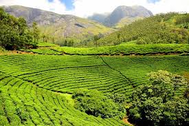 In the verdant realms of Karnataka, where rolling hills and mist-clad valleys meet,
Where the gentle caress of the sun blends with earth's fragrant heartbeat,
There lies a treasure, a gift bestowed by nature's benevolent hand,
A elixir divine, a cup of solace, Karnataka's coffee, so grand.