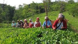 In the heart of verdant Meghalaya, where emerald hills embrace the sky,
A symphony of aromas unfolds, as coffee blossoms shyly sigh.
Amidst mist-kissed valleys and rivers that dance with glee,
Lies a treasure so divine, the Meghalaya coffee-producing beauty.