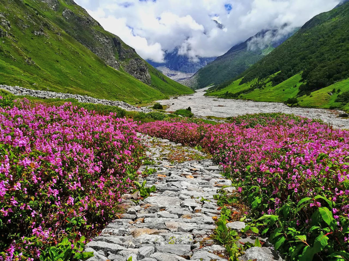 Place covered with beautiful mountain, Beautiful flowers, Valley of flowers national park, Uttarakhand 