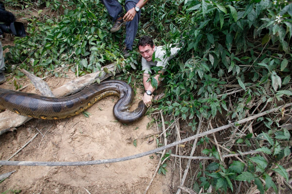 a group of people catching a snake  in a jungle  in snake island or Ilha da Queimada Grande