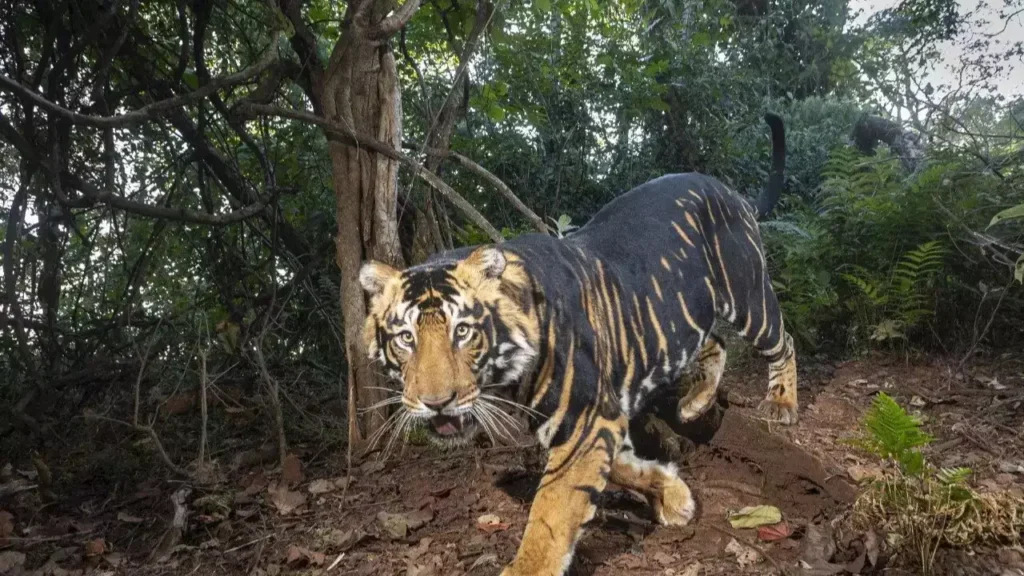 home to the melanistic tiger in simlipal national park.