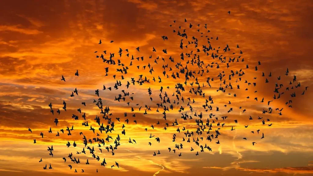 birds flying over unexplored valley of northeast