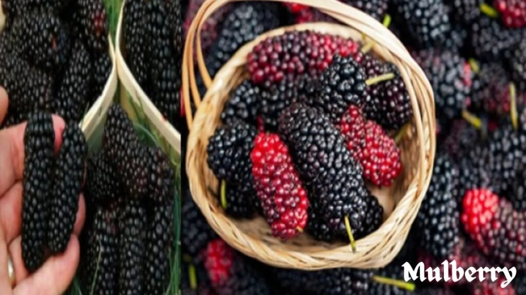 Mulberry fruit