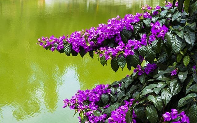 Wellington Lake image