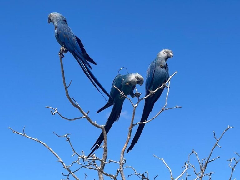 Macaw Parrot