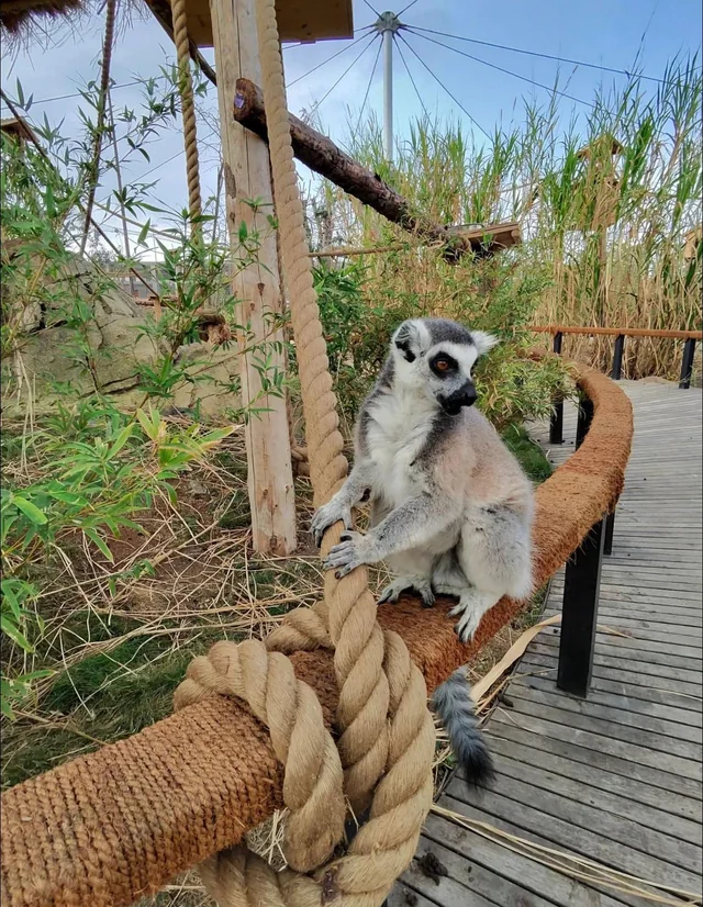 Ring tailed lemur