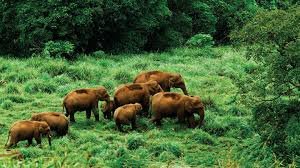  Dense forest landscape of Gavi Kerala
